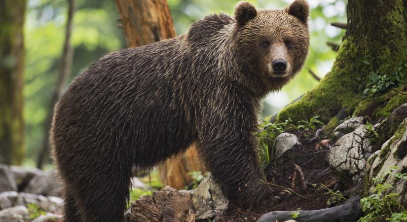 Figyelem, már Nógrádban kóborol a medve: kerüljük ezeket az erdőket!