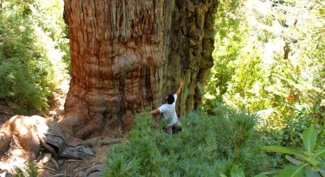 Csaknem 5 500 éves lehet a világ legöregebb fája