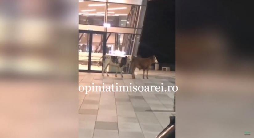 Videón, ahogy két tehén lézeng a temesvári nemzetközi repülőtér terminálja mellett