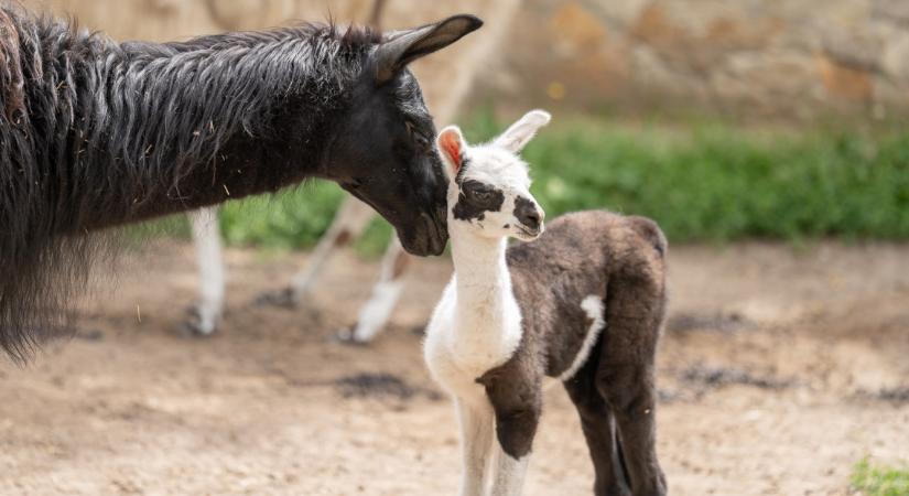 Gyermeknapi örömhír: elképesztő cukiság született a népszerű vidéki állatkertben