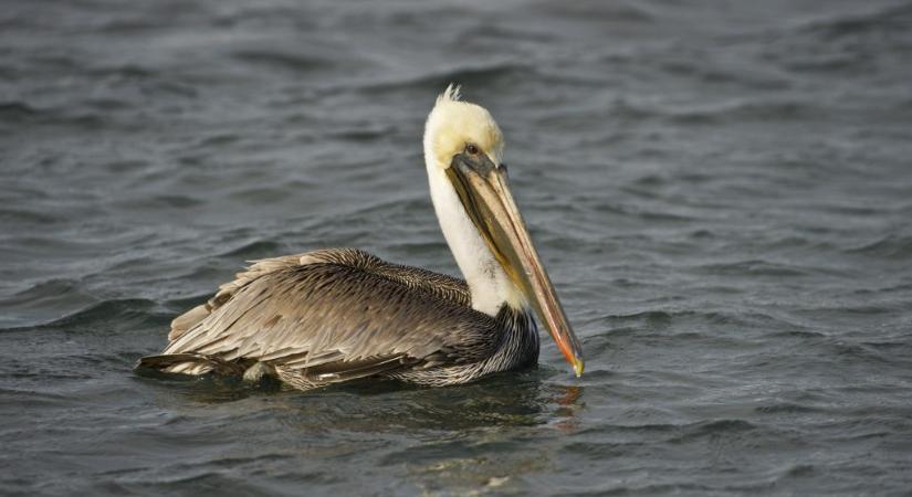 A szakértők sem értik, miért pusztulnak tömegesen a kaliforniai pelikánok