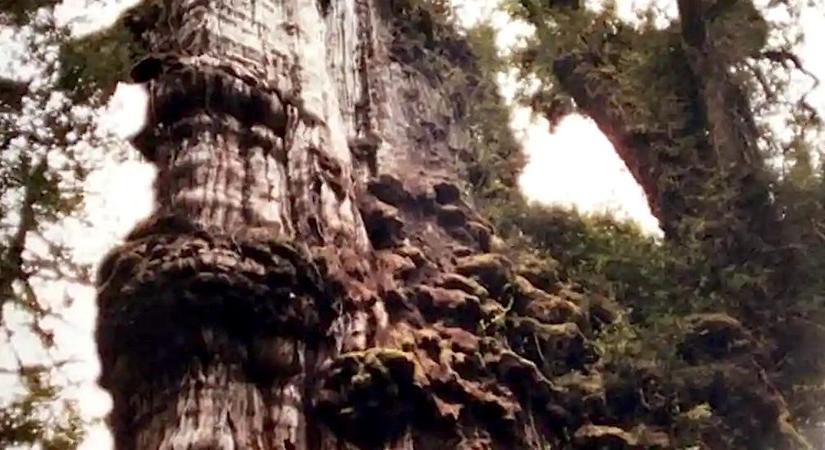 5484 éves lehet a világ legöregebb fája (videó)