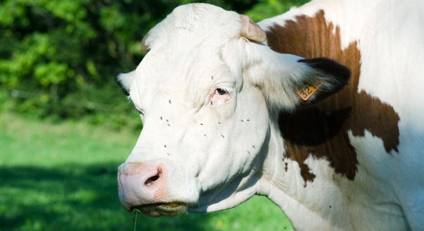 Tehéntrágyával permetezték le az állatok jogaiért tüntető aktivistákat egy brit marhahúsvásáron
