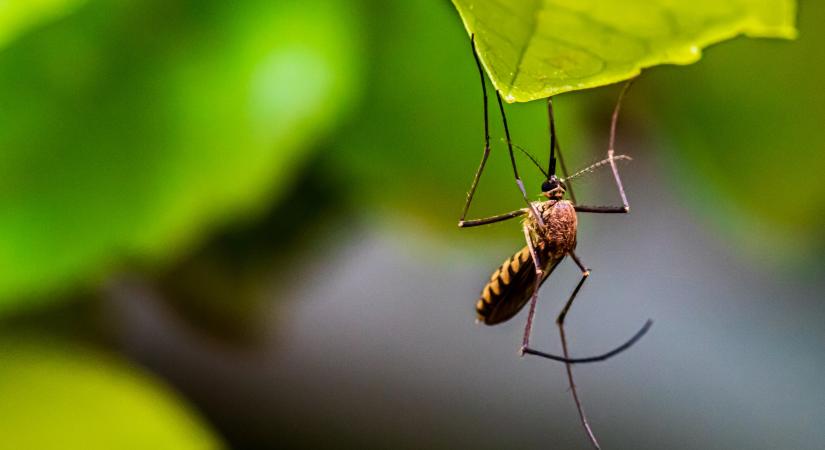 Katasztrófavédelem: 230 településen folytatódik a szúnyogirtás