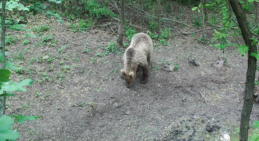 Óvatosan a kiránduláson: medve kóborol Pest megyében, lehetséges, hogy több példány is