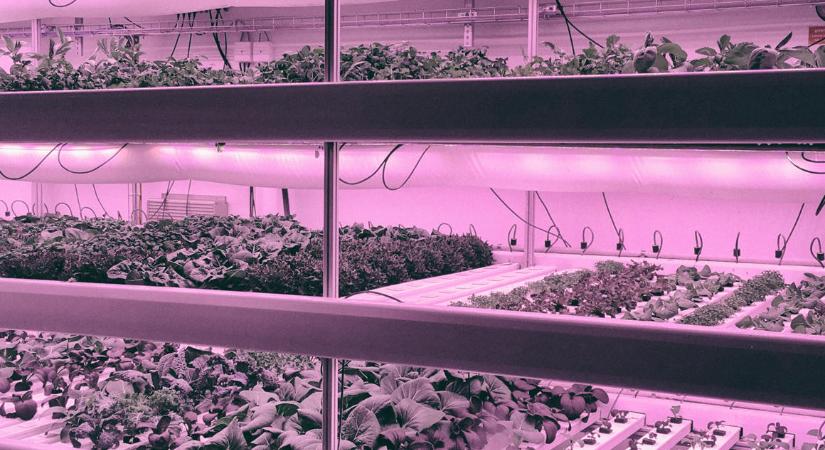 A stockholmi Fotografiska múzeum éttermében azt a salátát eszed, amit a házi inkubátorban növesztenek