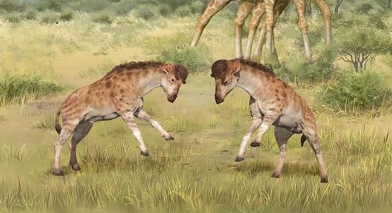 Van egy új elmélet arról, miért olyan hosszú a zsiráf nyaka
