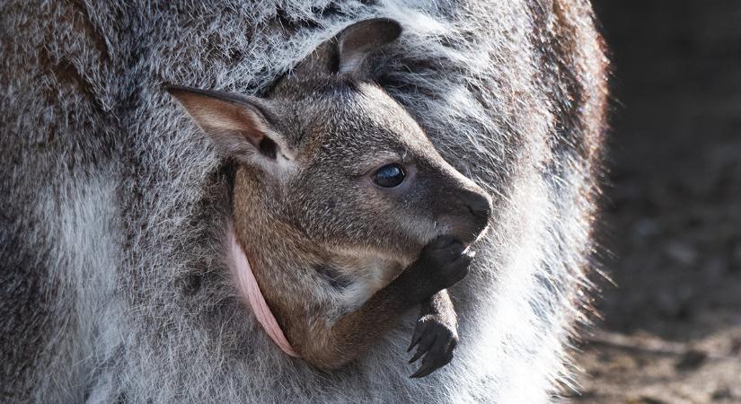 Ha ön szereti a kengurukat vagy Ausztráliát, akkor van egy jó hírünk