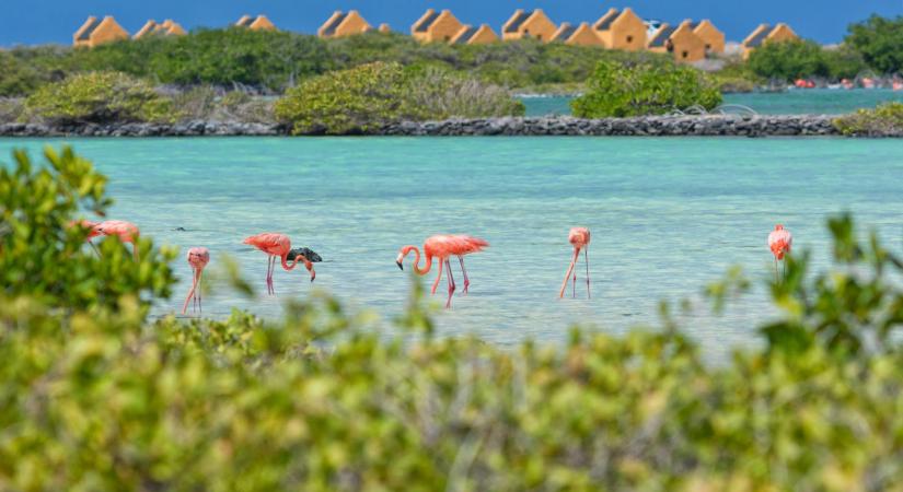 Ezen a kevésbé ismert karibi szigeten ragyogóan kék a víz és több a flamingó, mint az ember
