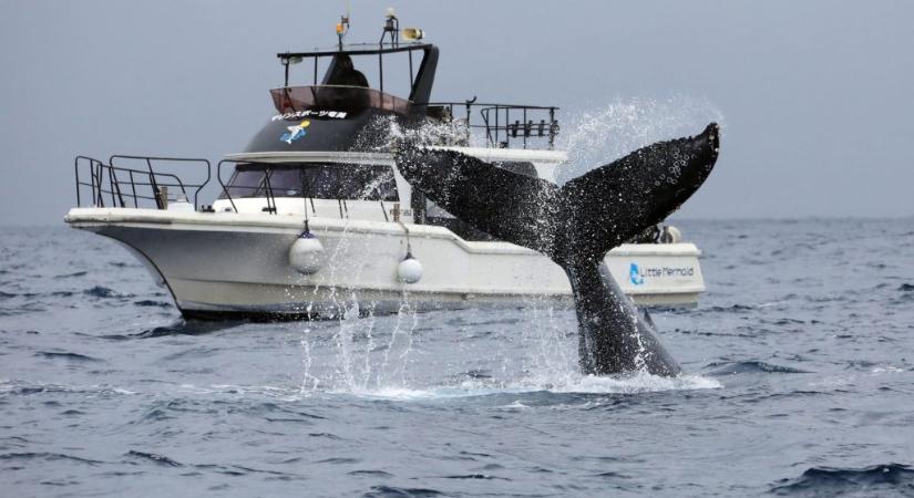 Ismét bálnavadászatra indulnak a japán hajók