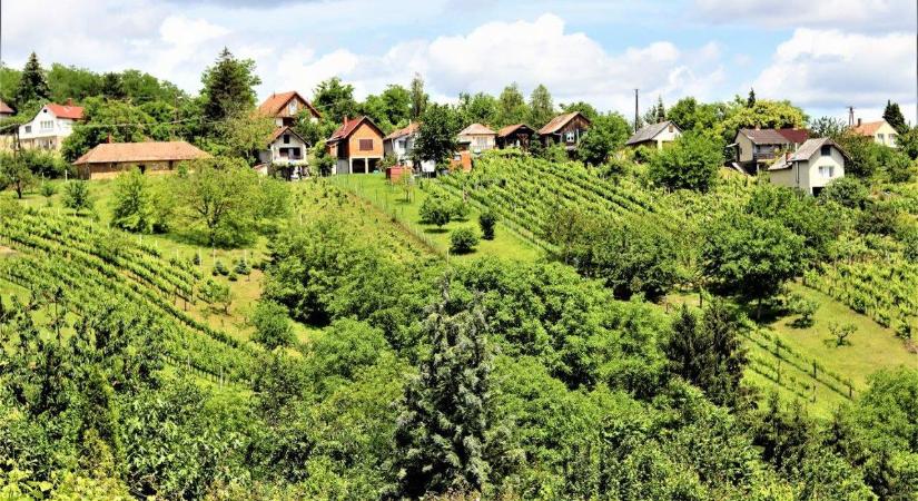 Haragos zöld, napfényben fürdő szőlőskert Zalaegerszeg Csácsi-hegyén
