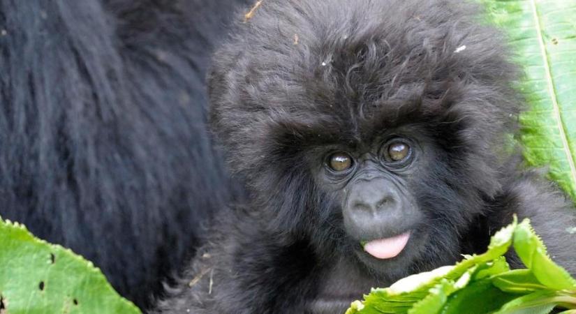 Óóó, Afrika! – Ugandai körutazás, csimpánz- és gorillatúrával, nílusi hajózással