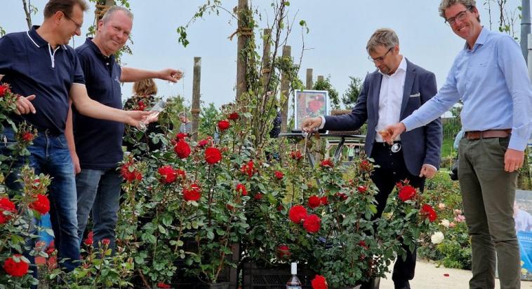 'Rosa Matchis': egy új rózsafajta született, megható történettel