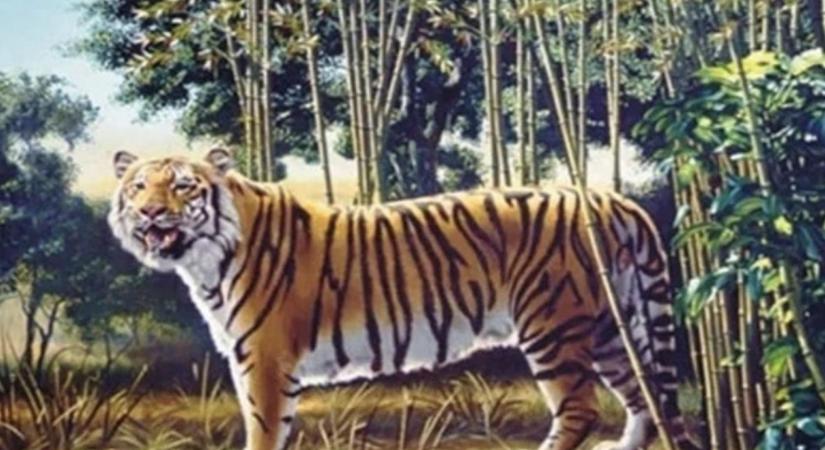 Szinte senki nem találja meg ezen a képen az elrejtett tigrist - Neked sikerül?