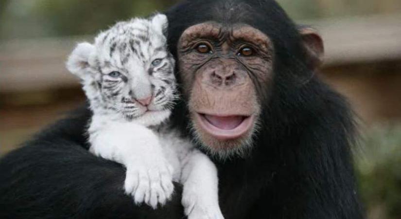 Anjana, a tigriskölyköket nevelő híres csimpánz (videók)