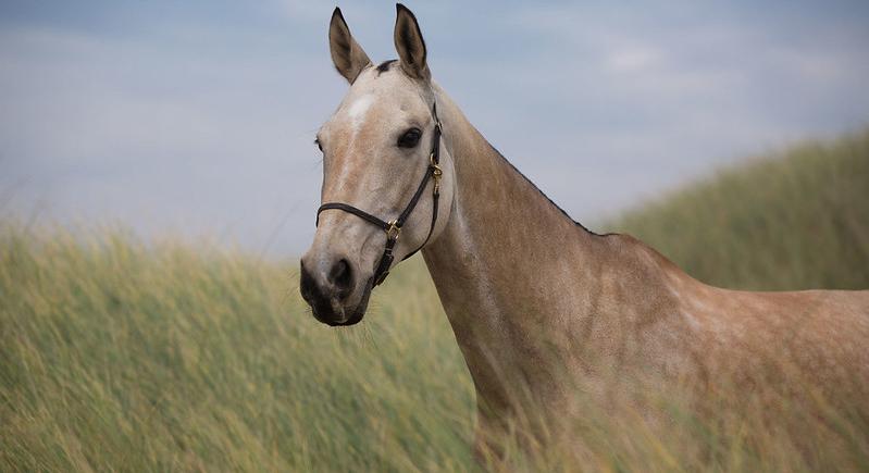Lóközelben – A lovak mai szerepét mutatja be a Mezőgazdasági Múzeum kiállítása