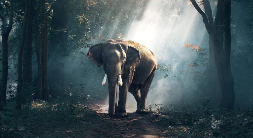 Halálra taposta a nőt az elefánt, majd még a temetésén is megtámadta