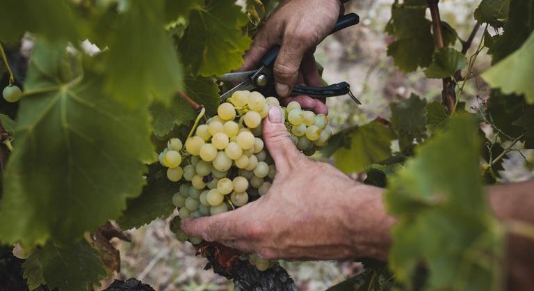 Pofonegyszerű trükk szőlőtermesztéshez: ezzel garantáltan bőséges lesz a termés