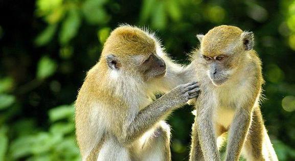 Egy kísérlet szerint a majmok inkább zenét hallgatnak, mint videót néznek