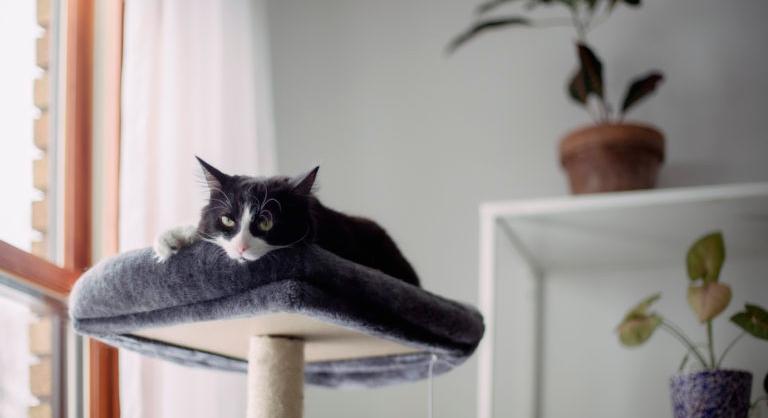 Cicabútor házilag – Ezeket a DIY megoldásokat imádni fogja a macskád