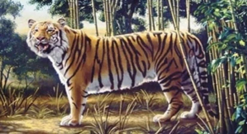 Megtalálod az elrejtett tigrist a képen? 10 emberből csupán egynek sikerül!