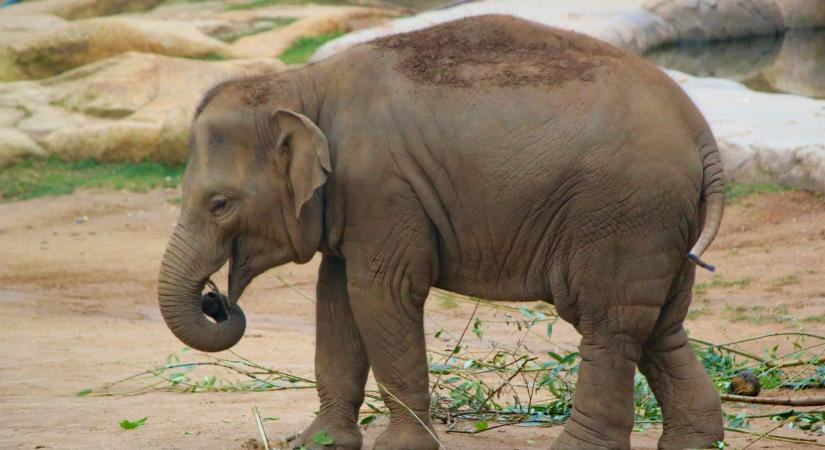 Egy indiai elefánt kétszer is agyontaposott egy 70 éves nőt