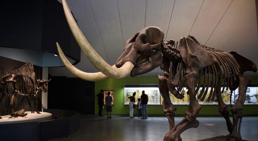 Rekonstruálták egy 13 ezer éve elpusztult állat utazásait