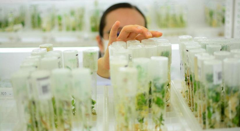 Szén-dioxidot habzsoló, génszerkesztett szupernövényekkel tisztítaná meg a légkört egy Nobel-díjas kutató