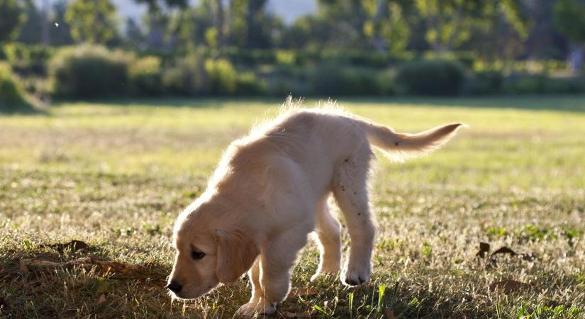 A kutyák elméje szag és forma alapján képezi le az ismerős tárgyakat