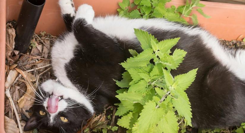 Japán kutatók kiderítették miért őrülnek meg a macskafélék az illatos macskamentára