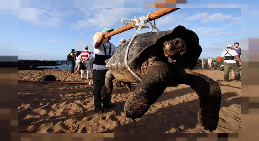 Kihaltnak hitt „fantasztikus óriásteknőst” találtak a Galápagos-szigeteken