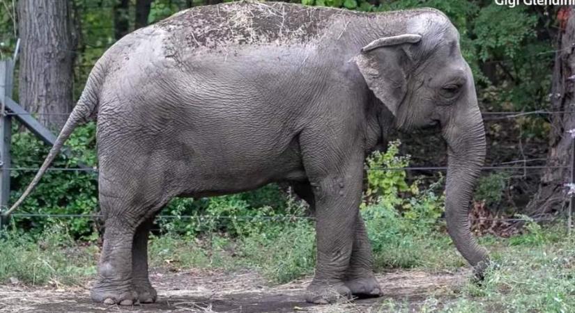 Nem engedtek megmenteni egy New York-i elefántot