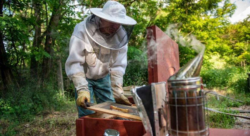 Nem lehet okuk a panaszra a nógrádi méhészeknek: telehordott kereteket pergethettek ki