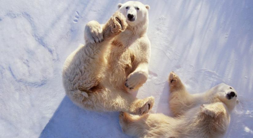Tengerjég nélkül is megélő jegesmedvékre bukkantak