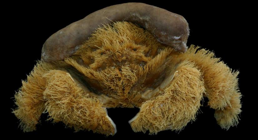 Szivacskalapot hord a frissen felfedezett szőrös ausztrál rák