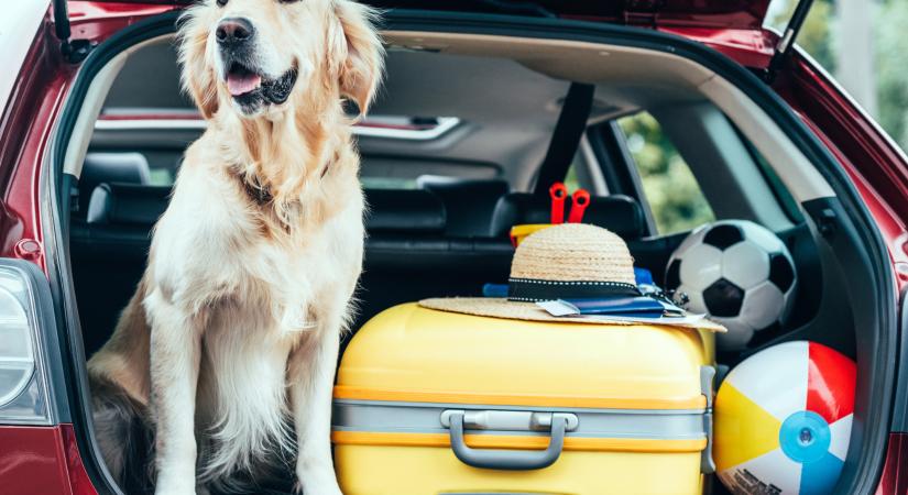 Kutyák a forró autóban: ne hagyd ott!