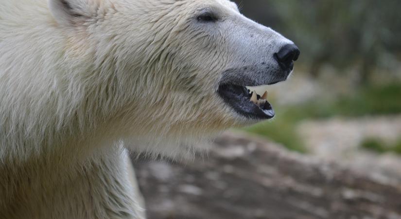 Különleges jegesmedve-populációra bukkantak: nincs szükségük tengerjégre a fennmaradáshoz