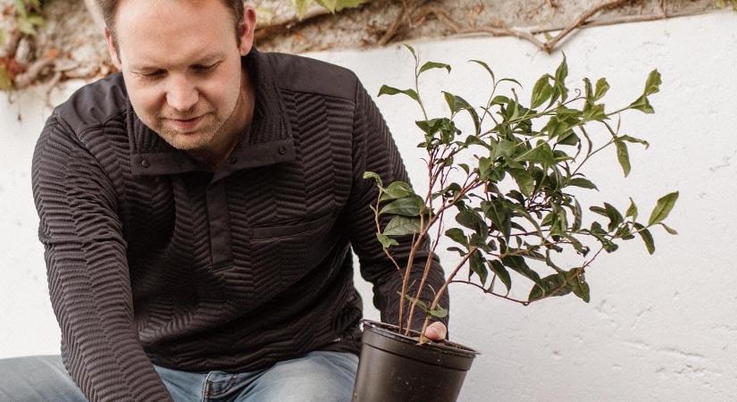 Titkos ültetvény a Balatonnál! Magyar tea termesztésével kísérleteznek