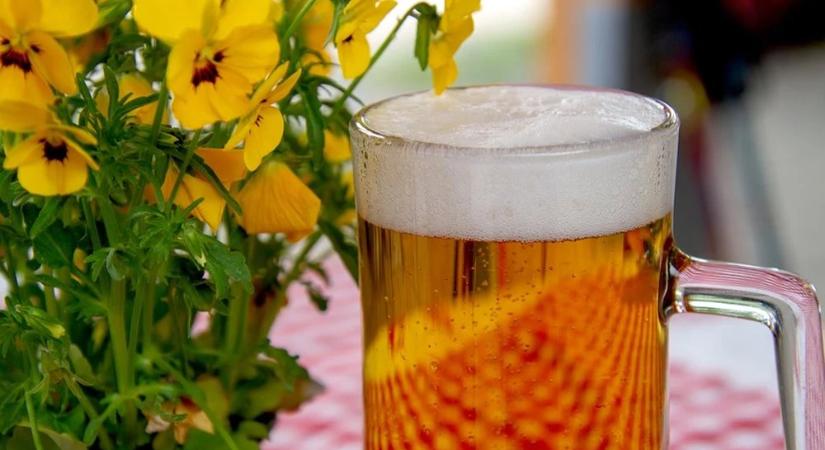 Napi egy üveg alkoholmentes sör az egészséges bélflóra alapja?