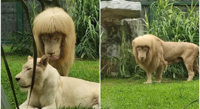 Fura frufrus frizurával vált népszerűvé egy oroszlán