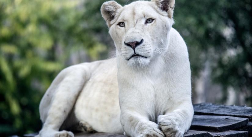 A fehér oroszlán legendája