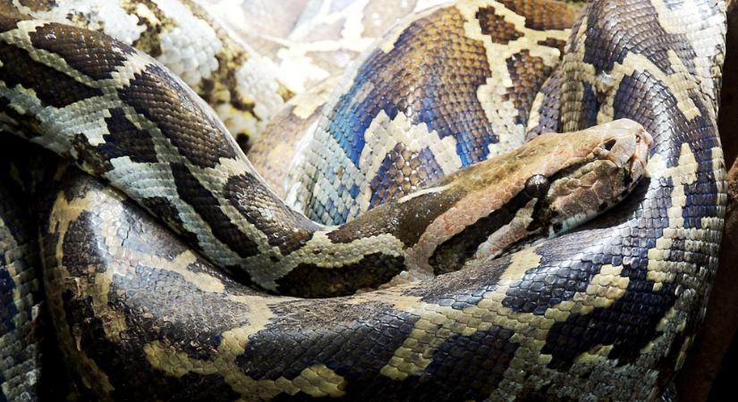Kígyóméreg segíthet a természetes véralvadás felgyorsításában