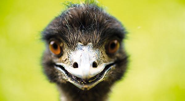 Kánikula Pozsonyban: Emut sétáltattak a belvárosban – Fotóval