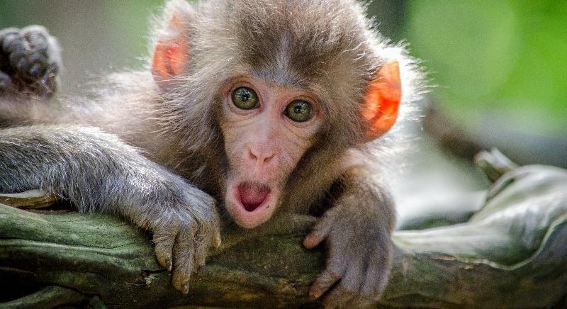 Úgy tűnik, az 1979 után születettek nagyobb eséllyel kaphatják el a majomhimlőt