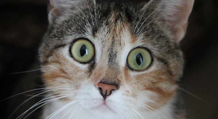 Aspirint a cicának? Utánajártunk a mérgezési forrásnak