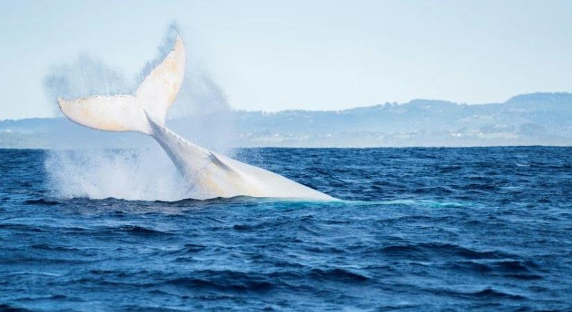 Aggódnak a rajongók, két éve nem adott hírt magáról Migaloo, a fehér hosszúszárnyú bálna