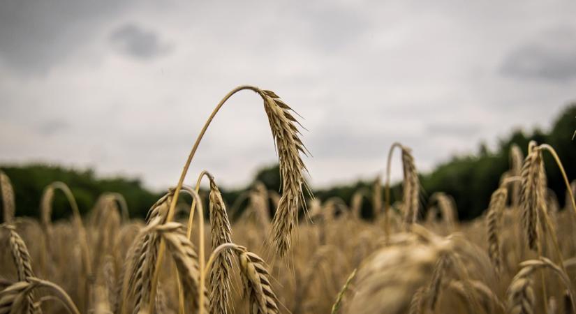 Jövő héten tárgyal Ukrajna, Törökország, Oroszország és az ENSZ a gabonaexportról