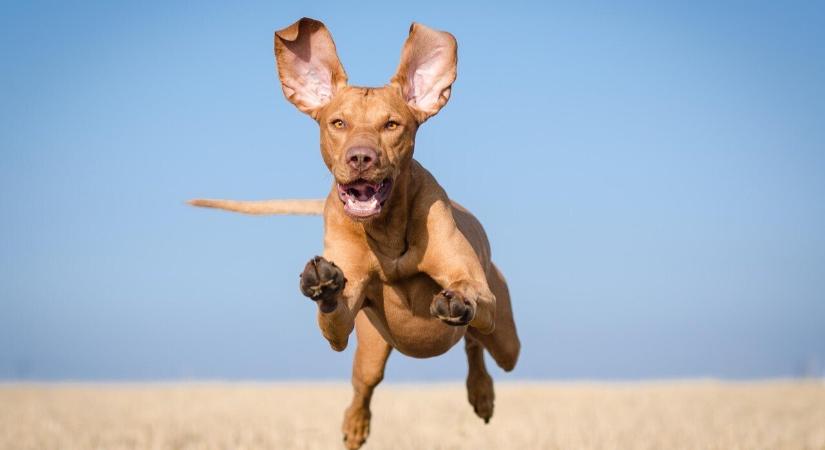 A kutyák is átélhetik a runner's high érzését futás után