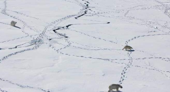Jég nélkül is megélő, több száz jegesmedvét találtak Grönlandon