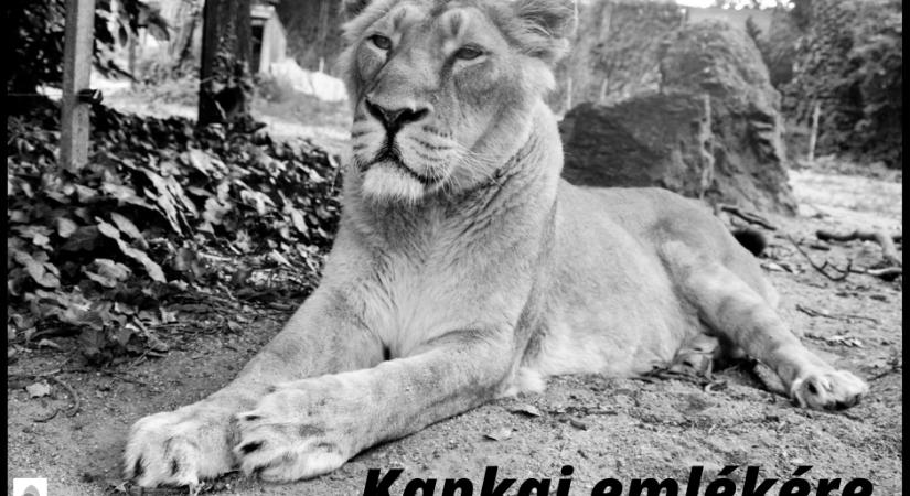 El kellett altatni a Kankai-t a Fővárosi Állatkert egyik nőstény oroszlánját